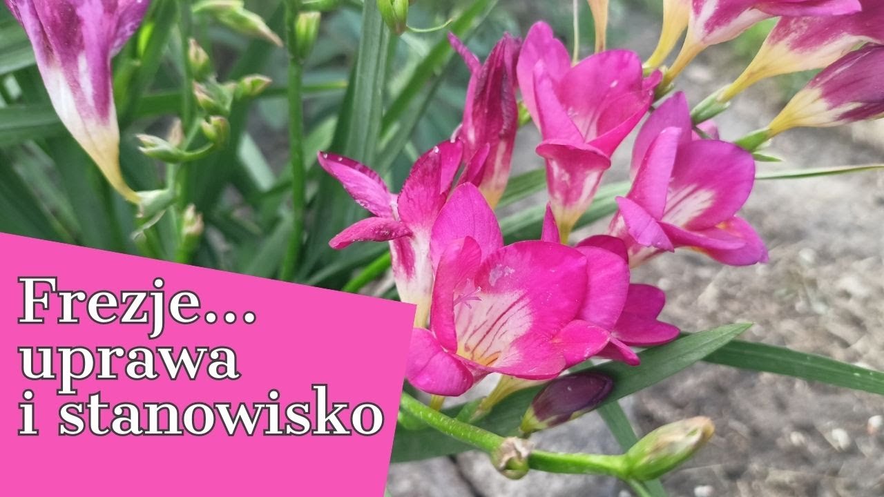 ФРЕЗИИ 🌸💮 КАК ВЫРАЩИВАТЬ И УХАЖИВАТЬ ЗА НИМИ