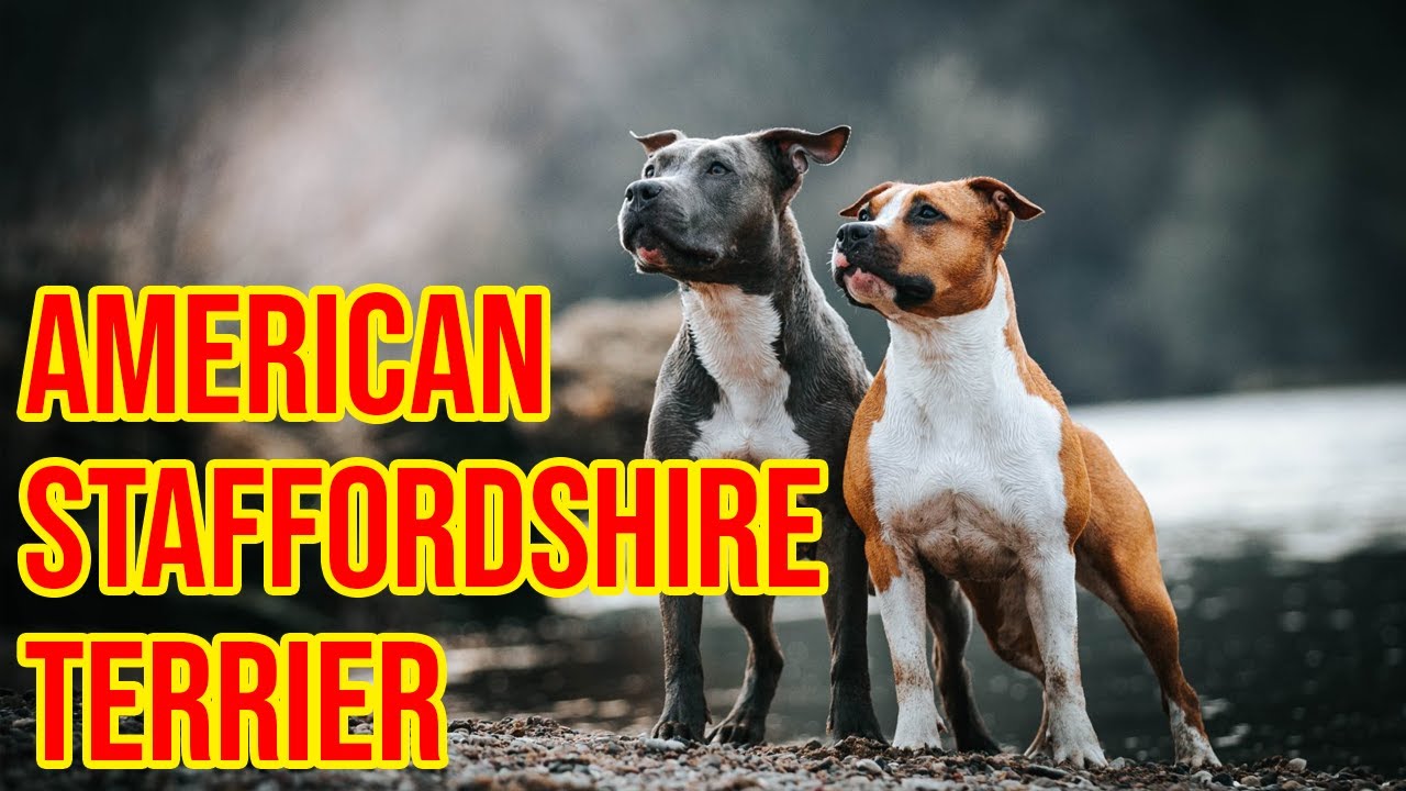 American Staffordshire Terrier Dog Breeds 101, All Info