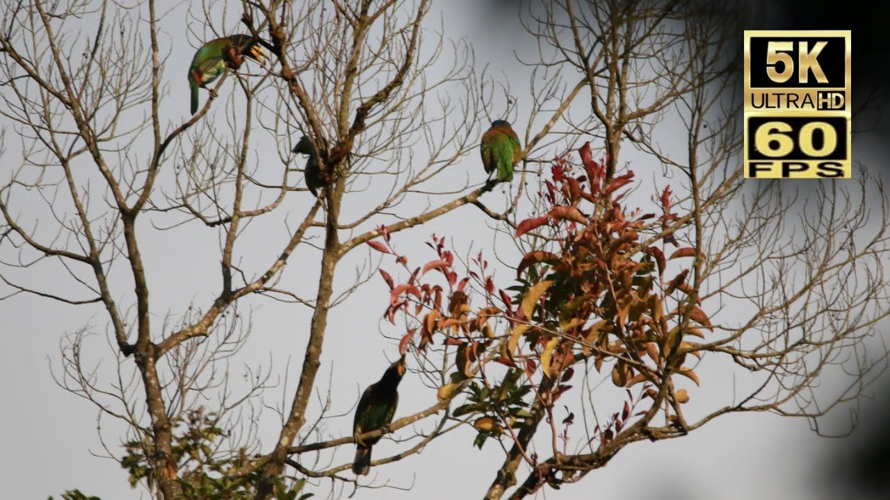 🎶香港雀鳥：一鏡四隻 大擬啄木鳥 Birds of Hong Kong four in one mirror Great barbet オオゴシキドリの鳴き声