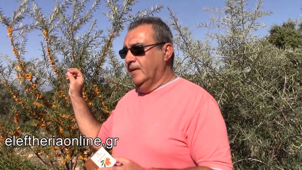 Το ιπποφαές βρήκε γη στην Πελοπόννησο