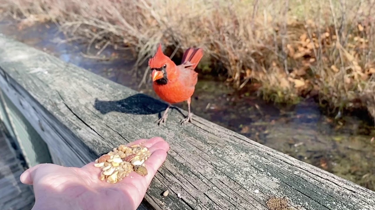 Hand-feeding Birds in Slow Mo - Northern Cardinal