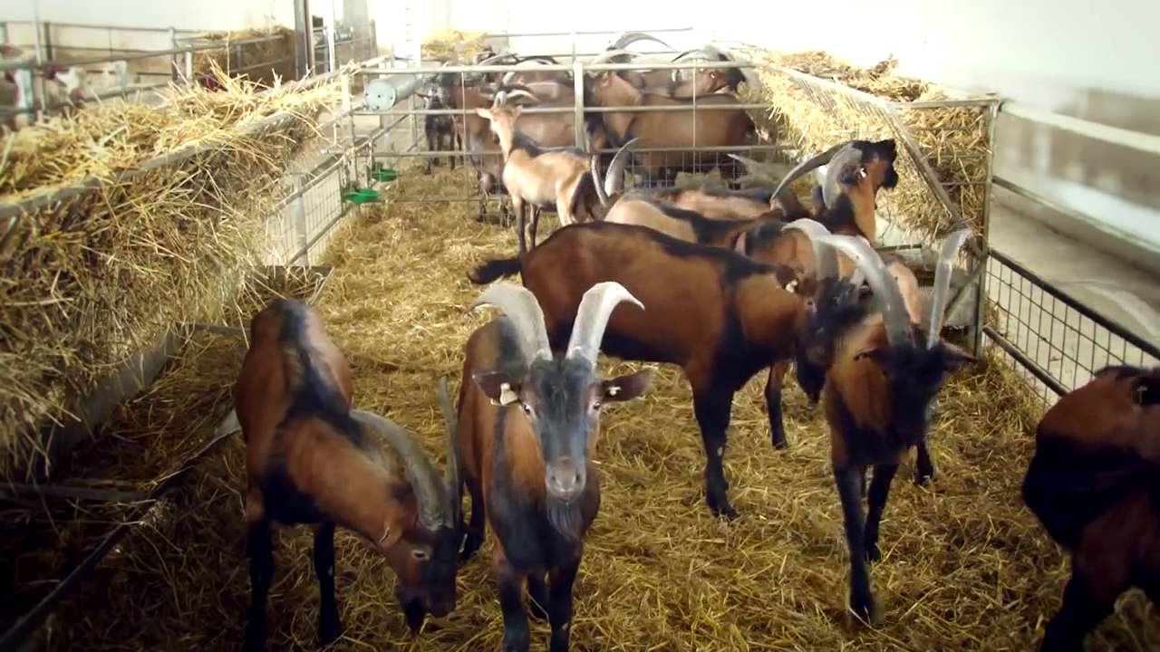 Elcomex AgroIndustrial - prezentare
