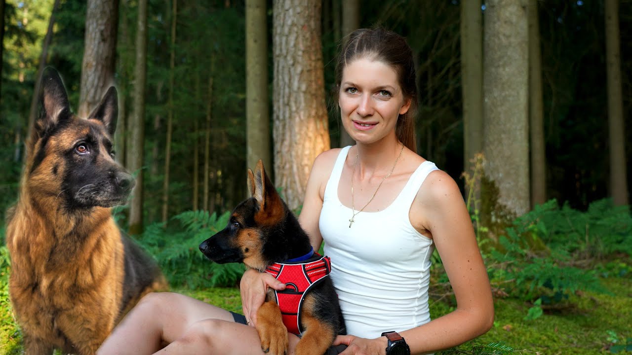 Schutzhund - ein neuer Begleiter auf vier Pfoten ⚠️ Das ist Aika