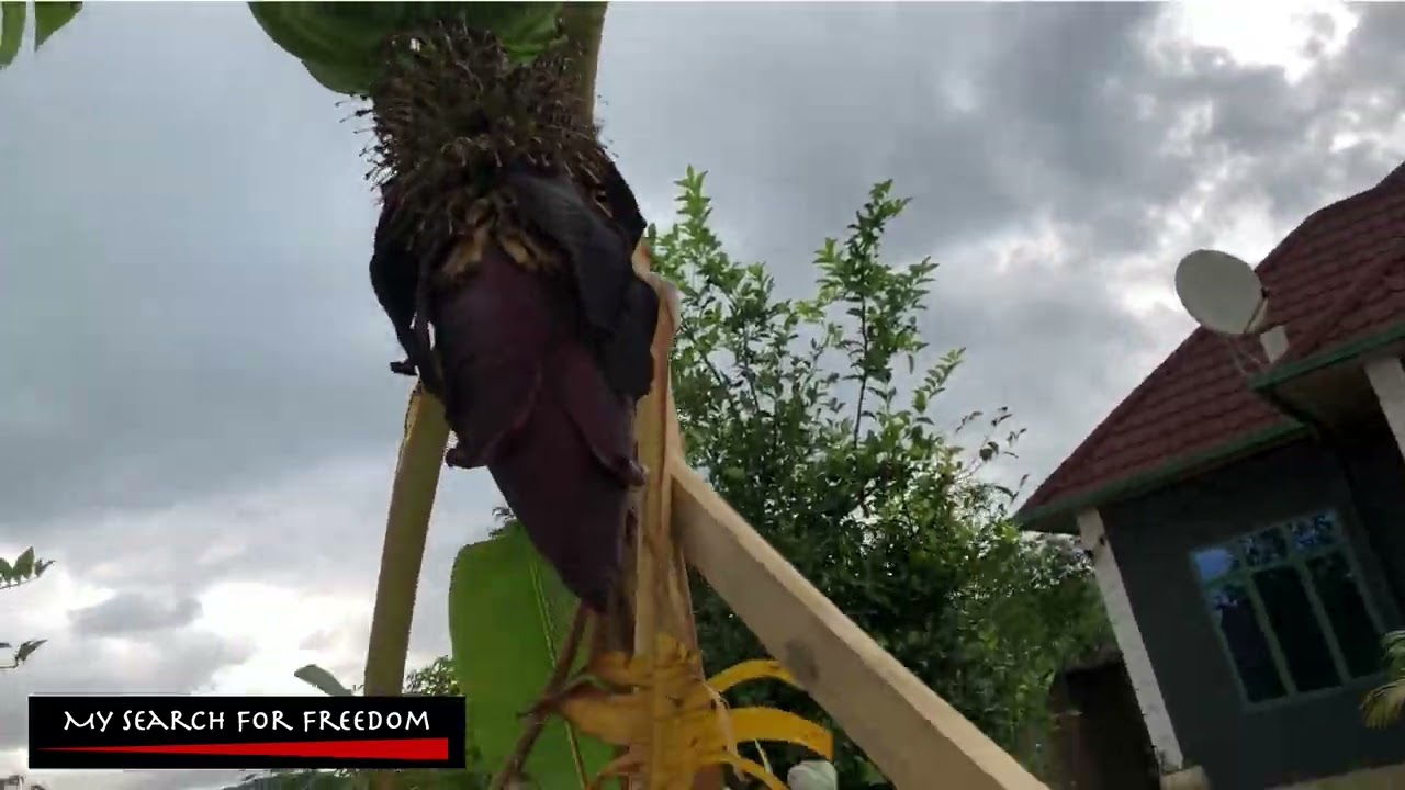 Home Gardening in Rwanda | Pumpkin Fungus Struggle