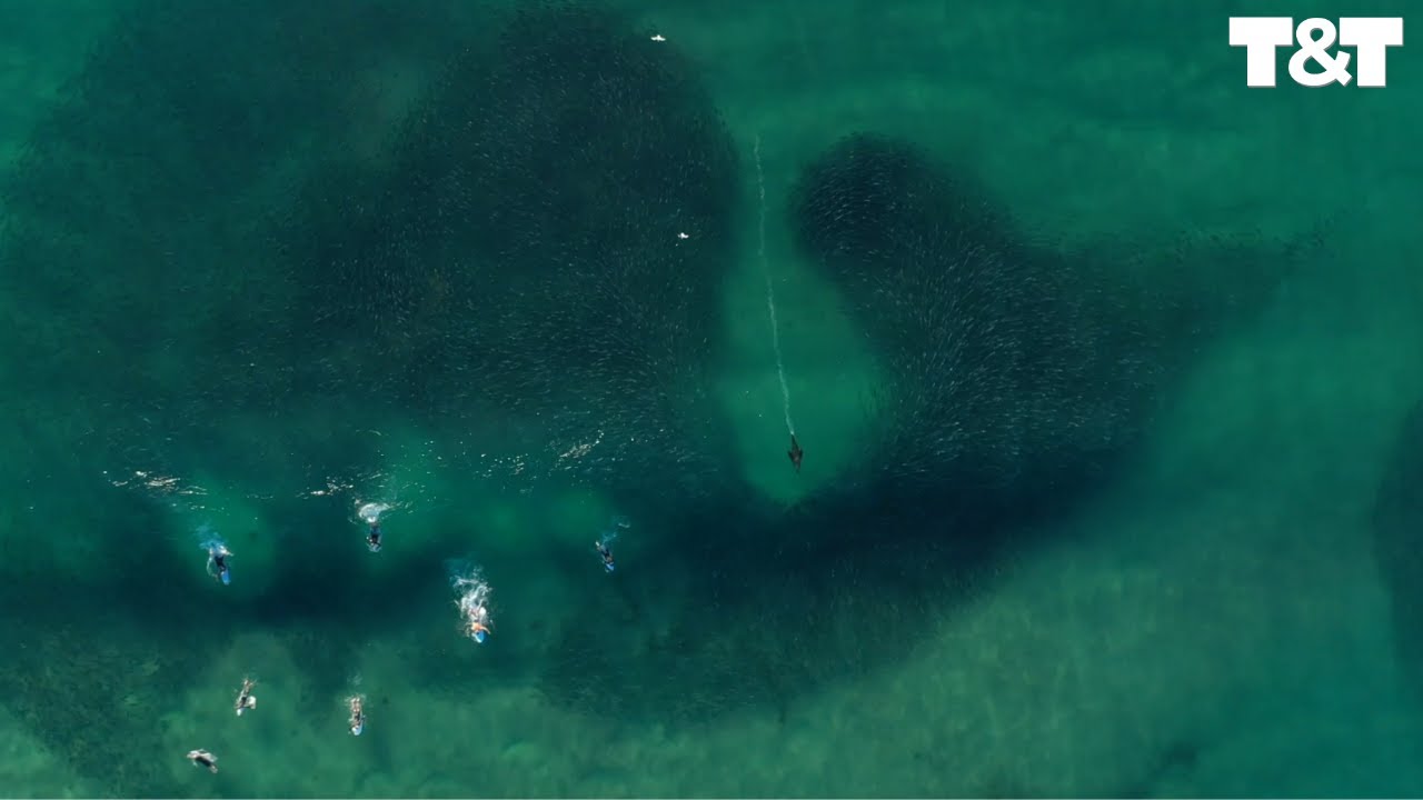 Playful Seal Chases Huge School Of Salmon Off Bondi Beach