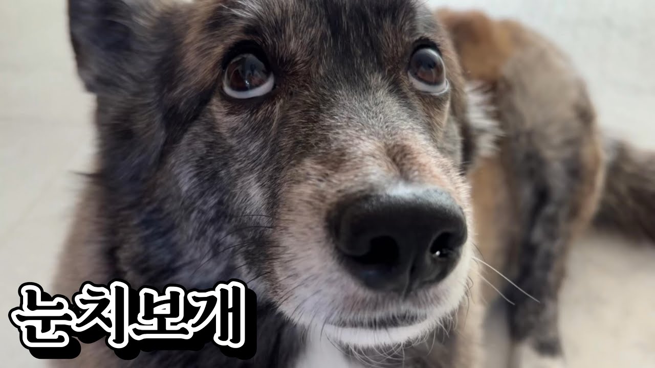 [VLOG] 나..뭐 잘못한거지.......? |강아지&신혼부부 브이로그|