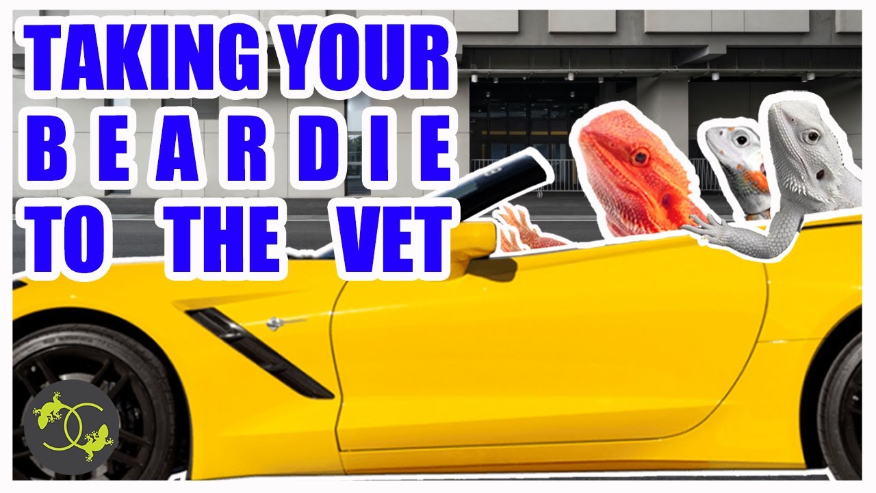 How to Transport your Bearded Dragon - To the Vet & Home - Cookies Critters