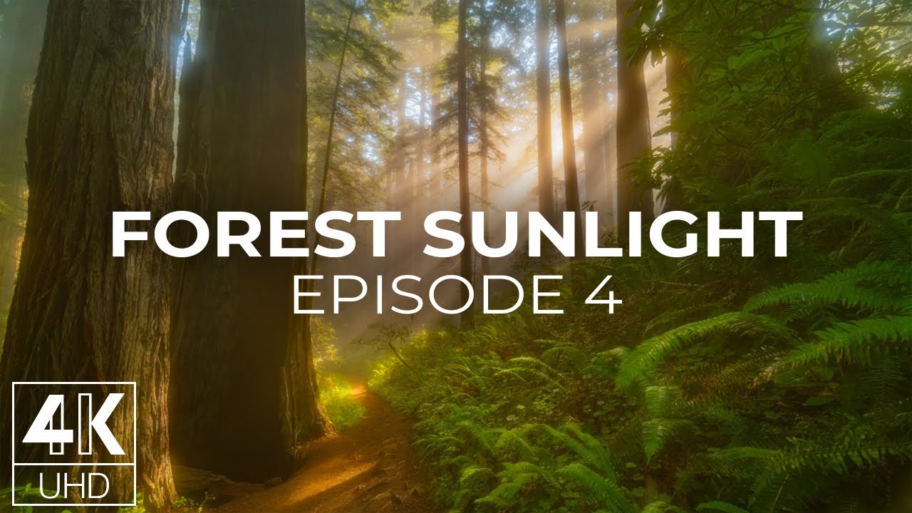 Sunlit Redwood Forest Ambience 4K | Relaxing Screensaver with Real Nature Sounds - Episode 4