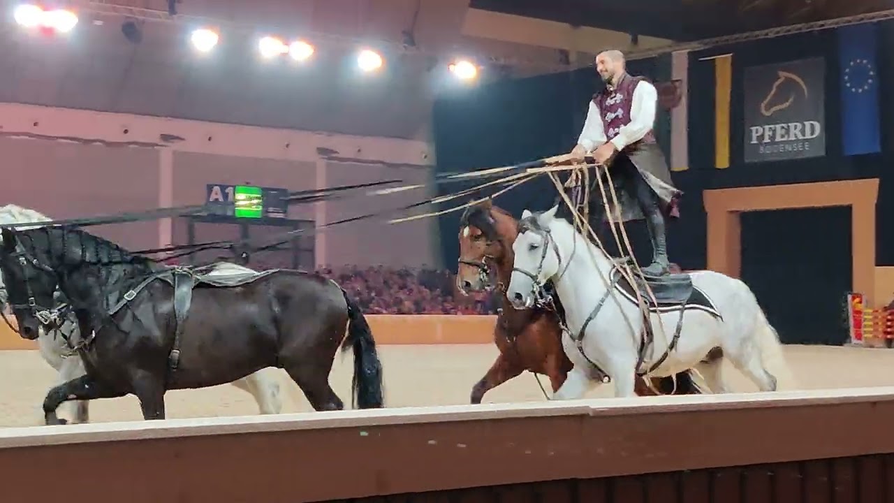 Pferd Bodensee Gala Ungarische Post der Compagnie Impulsion