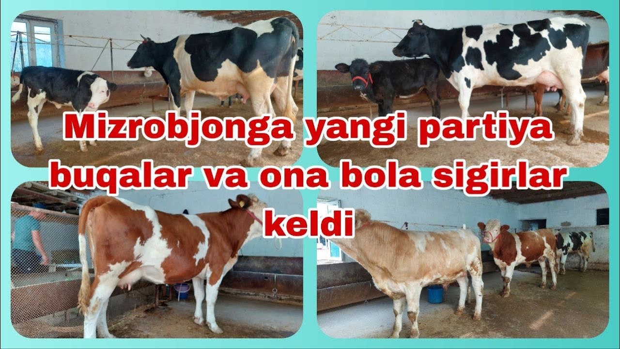 Mizrobjonga yangi partiya mollar keldi. Ona bola sigirlar va buqalar 21 октября 2024&nbsp;г.