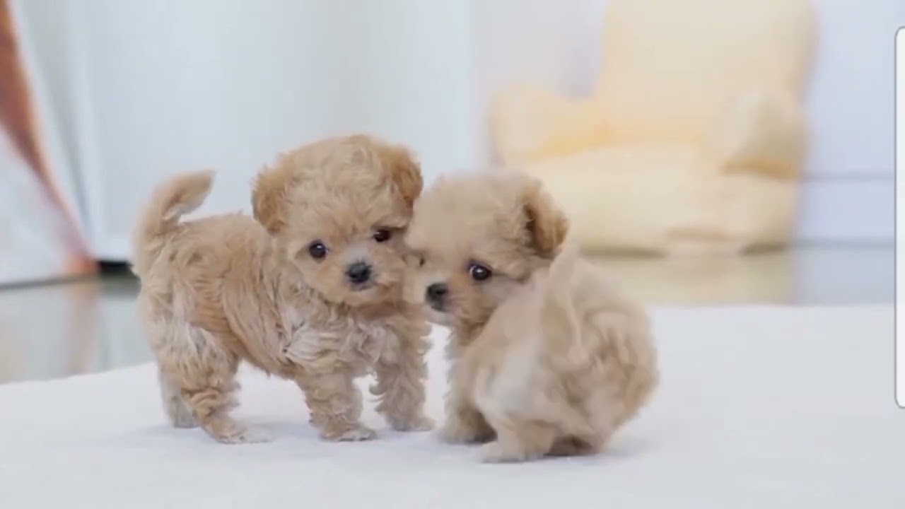 Cute pocket dogs