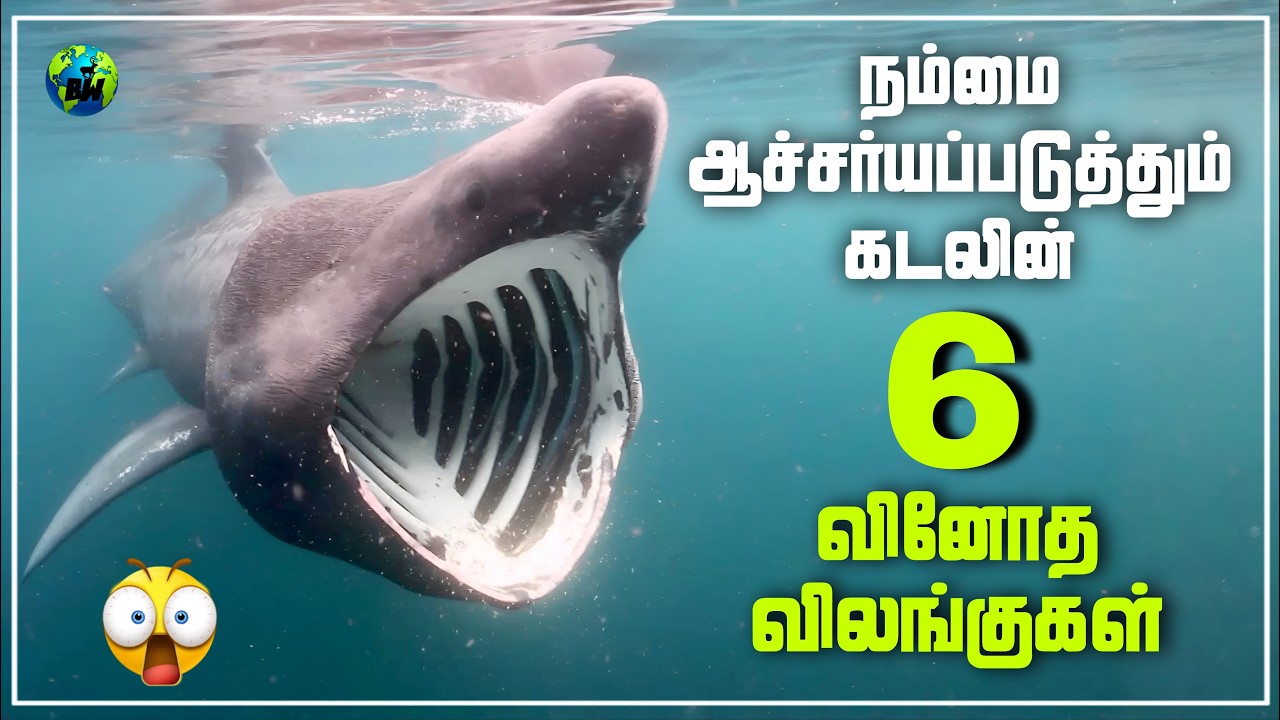 நம்மை ஆச்சர்யப்படுத்தும் கடலின் 6 வினோத விலங்குகள் | 6 Ocean's Weirdest Animals | Tamil | BioWorld
