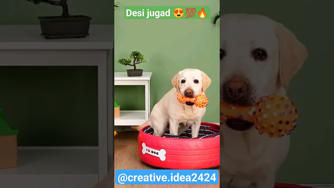 cute dog bed😍🔥💯 