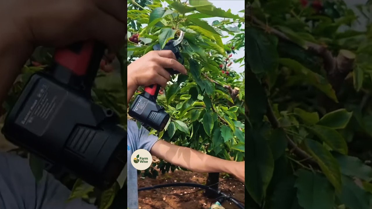 Perfect Fruit Tree Pruning Technique 🍒 | FarmWise Tips 