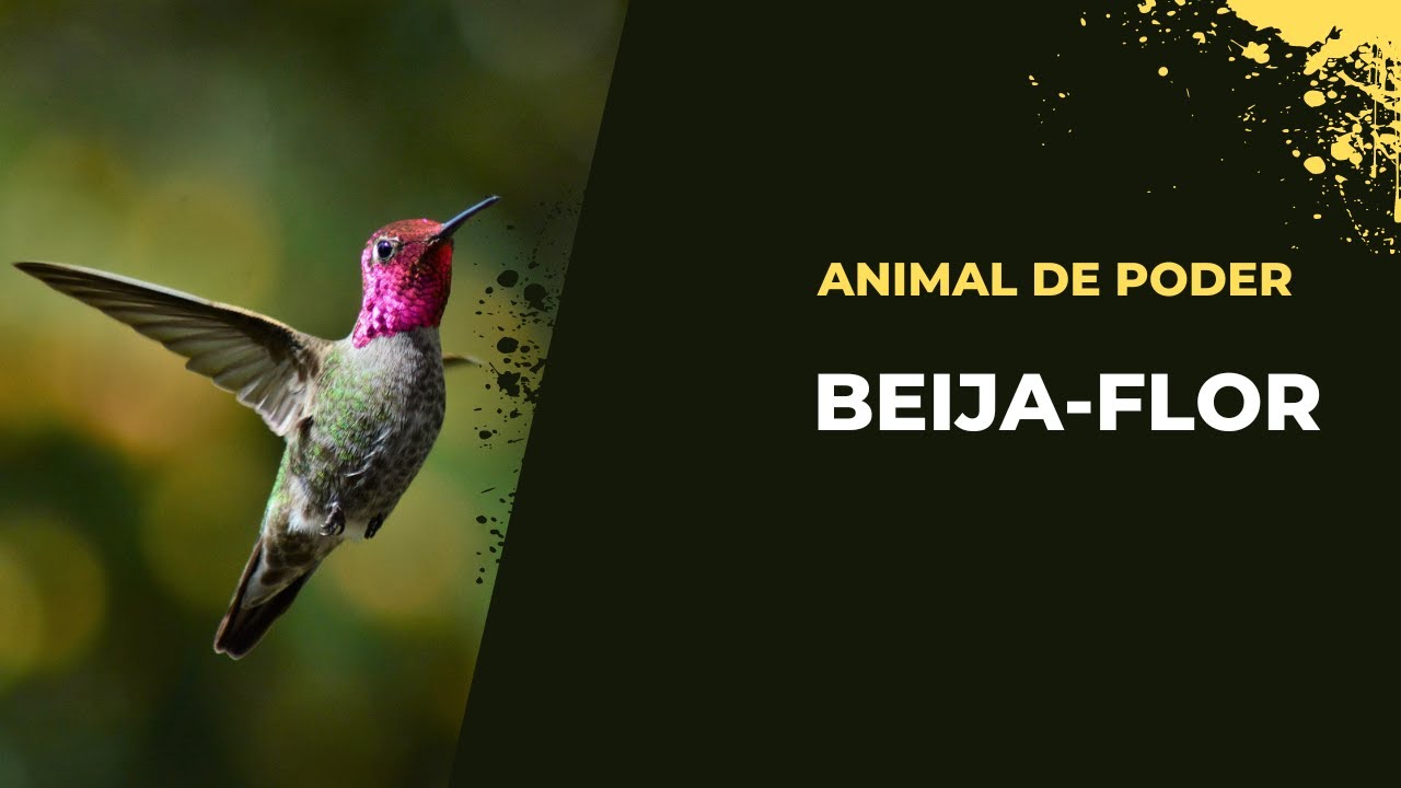 O símbolo do Beija-flor como animal de poder.