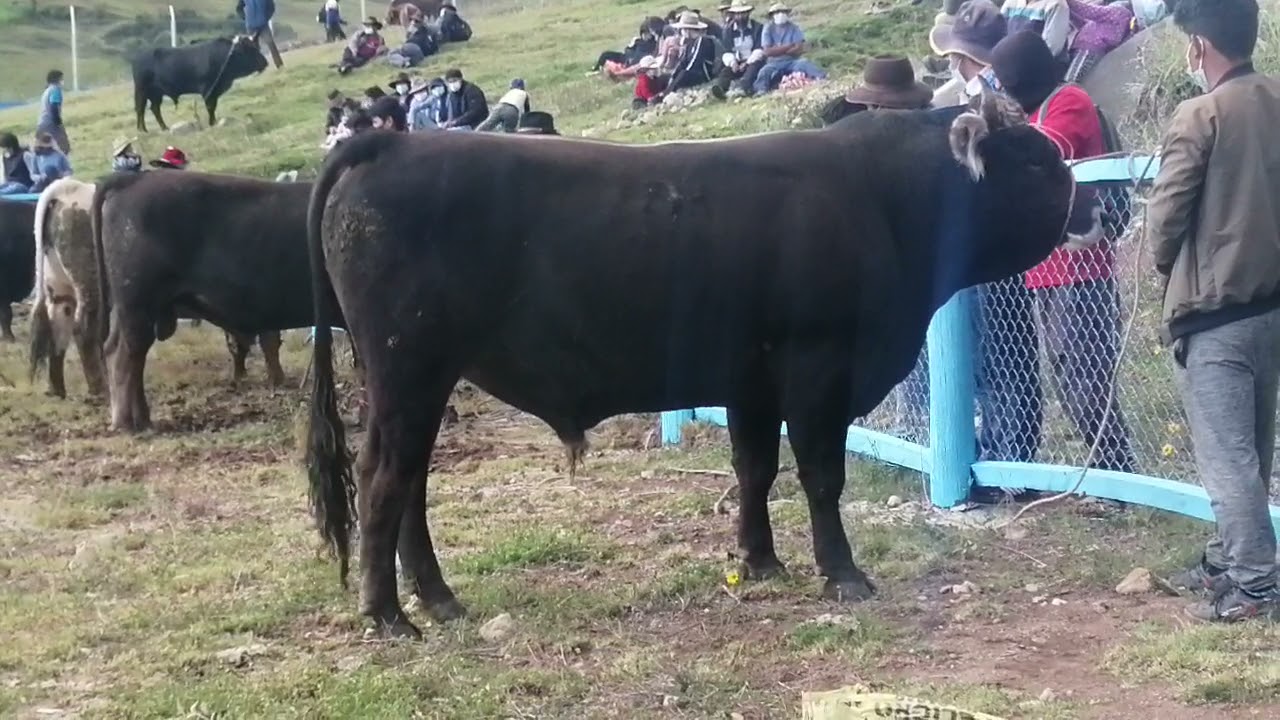 Toros de engorde mejorados..