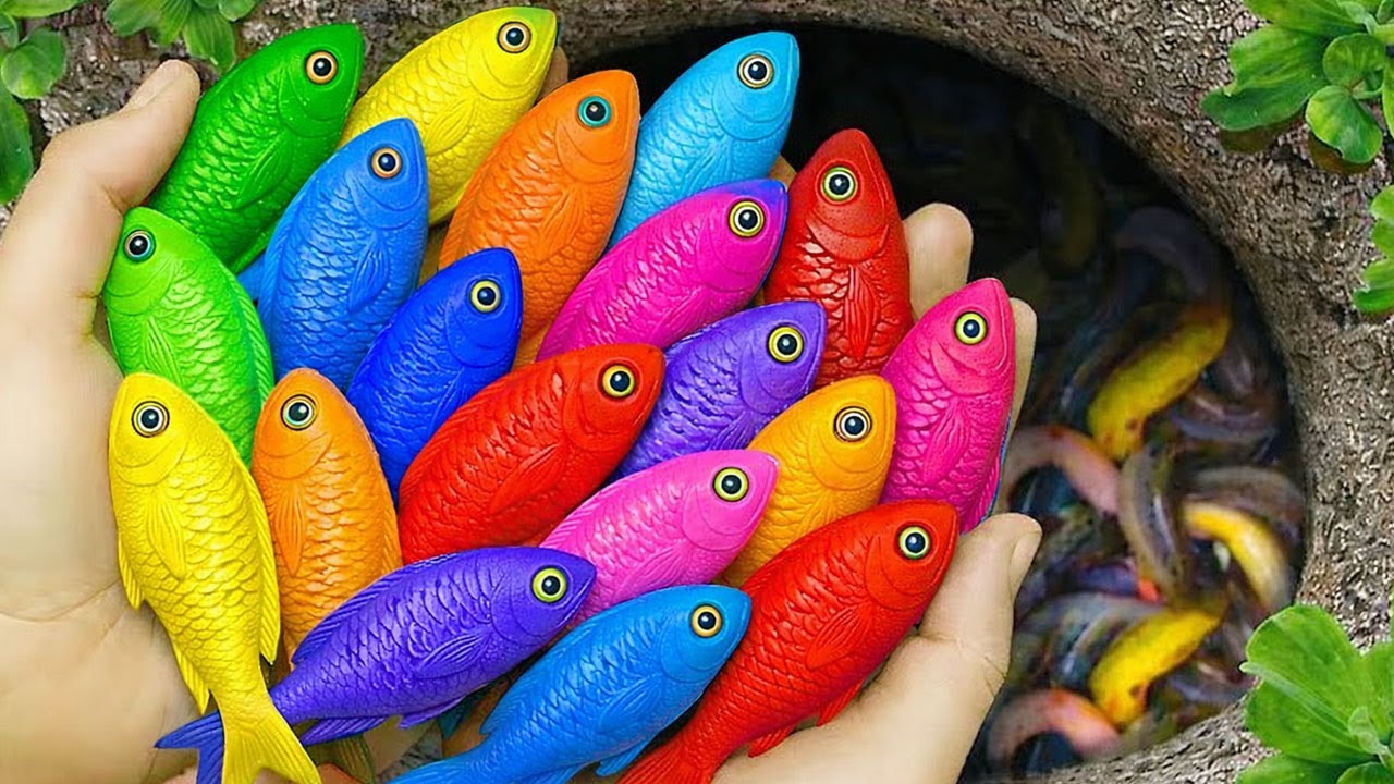 The incredible catch colorful aquarium fish in small pondbaby turtle, cute fish, cherry fish