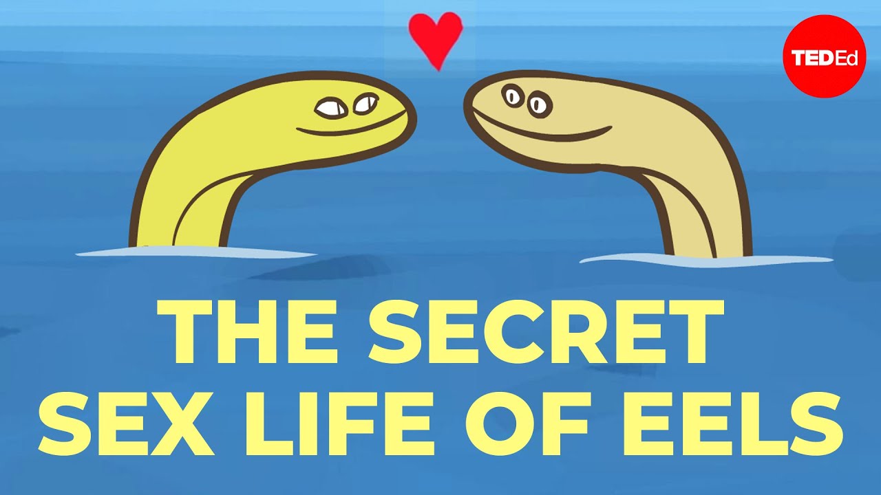 No one can figure out how eels have sex - Lucy Cooke