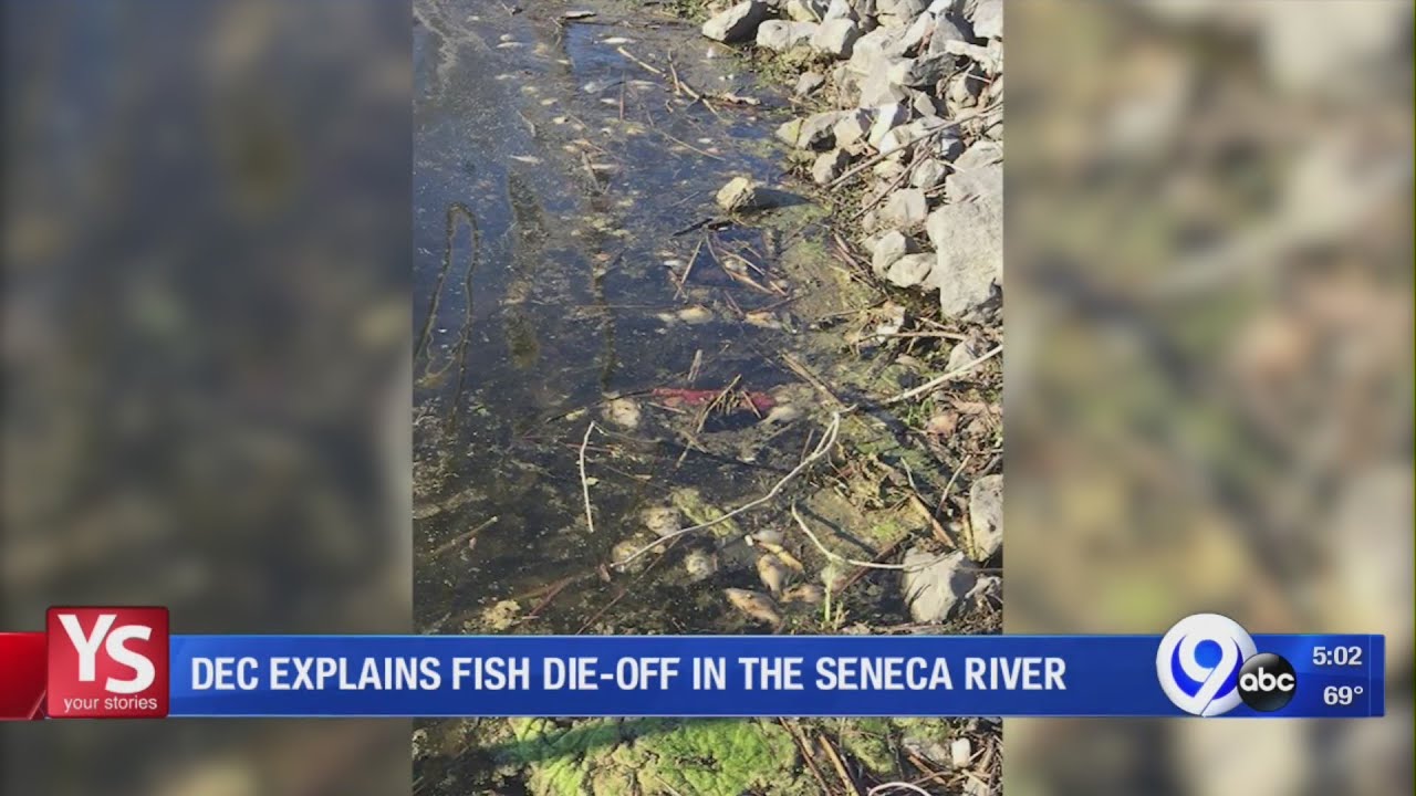 Why are dead fish washing up along banks of Seneca River?: Your Stories