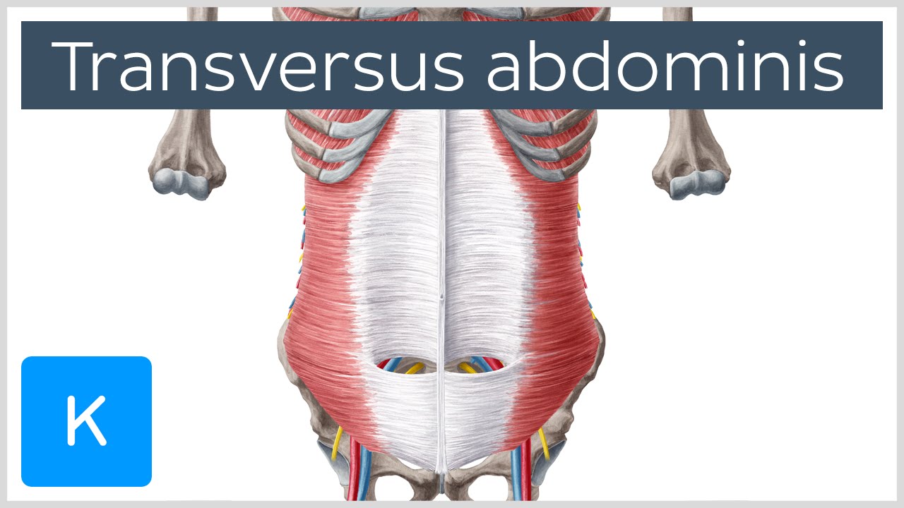 Transversus Abdominis Muscle: Function & Origins - Human Anatomy | Kenhub