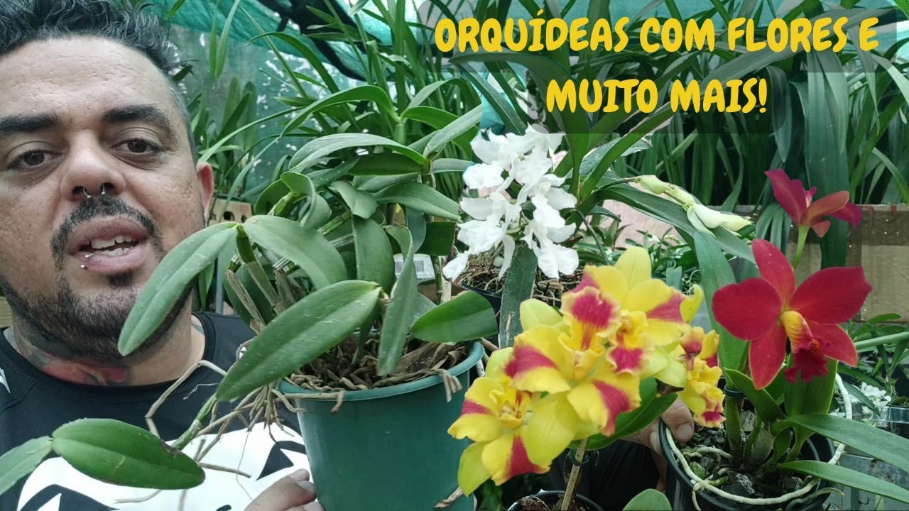 ORQUÍDEAS COM FLORES E MUITO MAIS!
