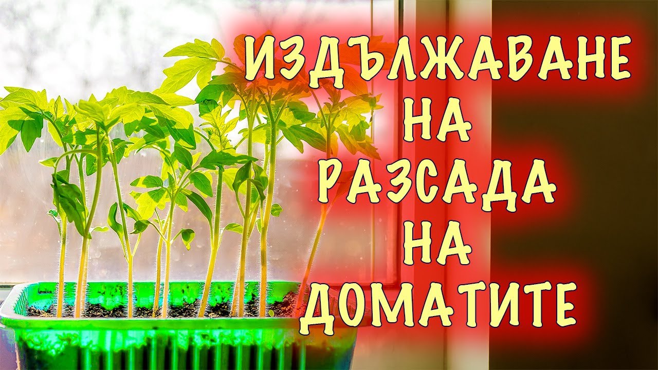 Защо се издължава разсадът на доматите и как да го предотвратим?