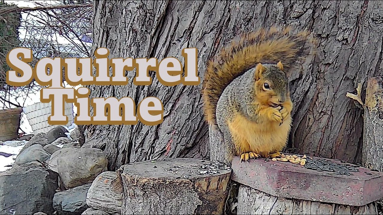 Pet TV-Squirrel & Birdie Time