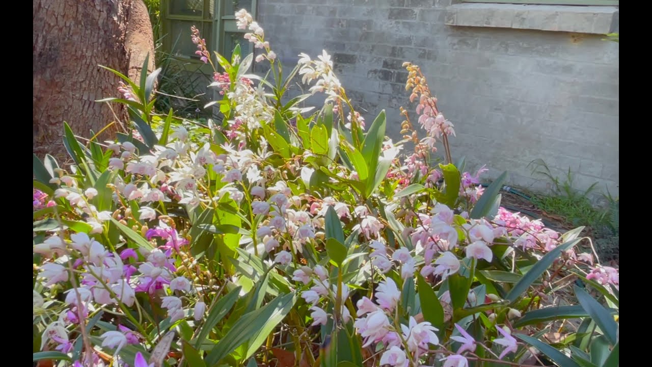 How to Grow Australian Native Orchids Dendrobium kingianum.
