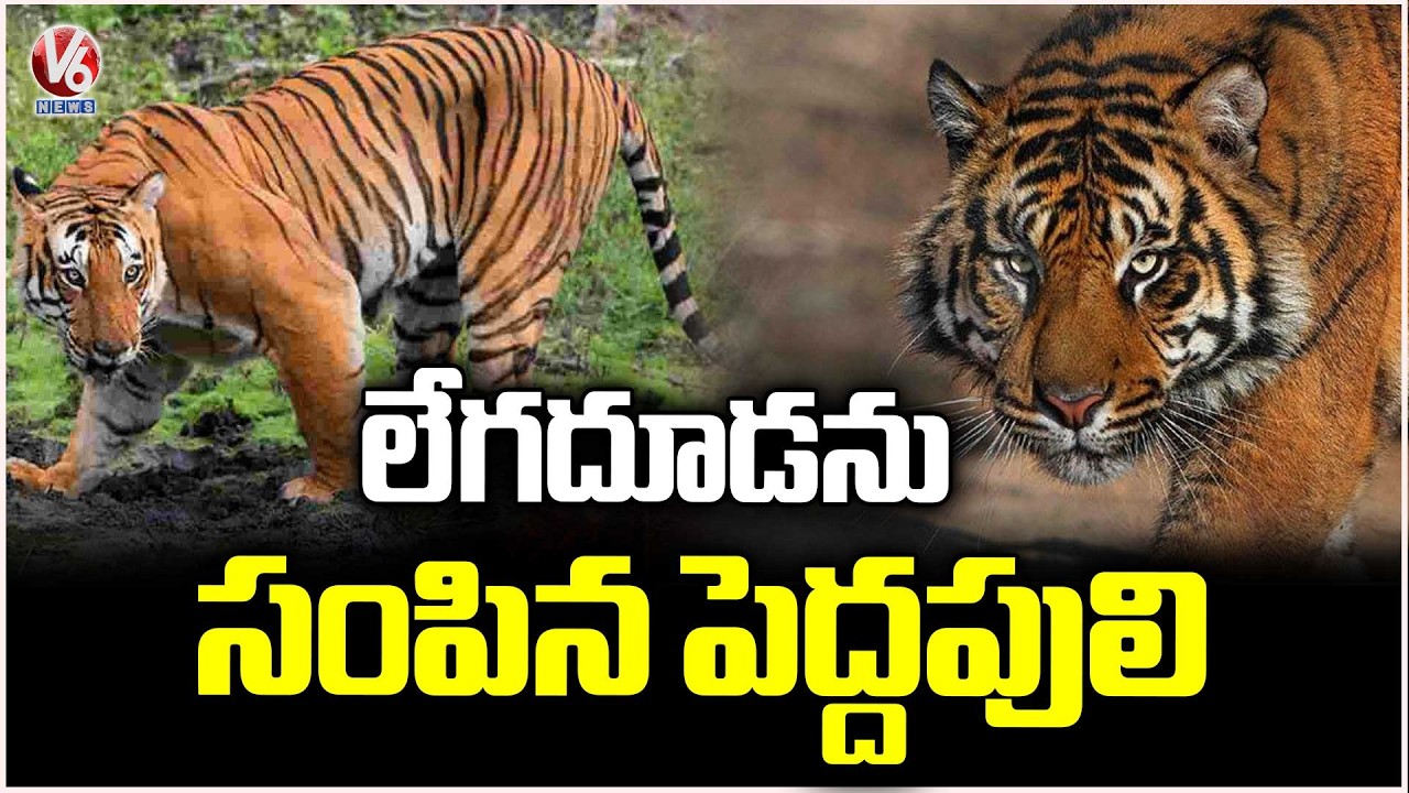 Tiger Hulchul At Gangaram Tanda, Jagital | V6 News