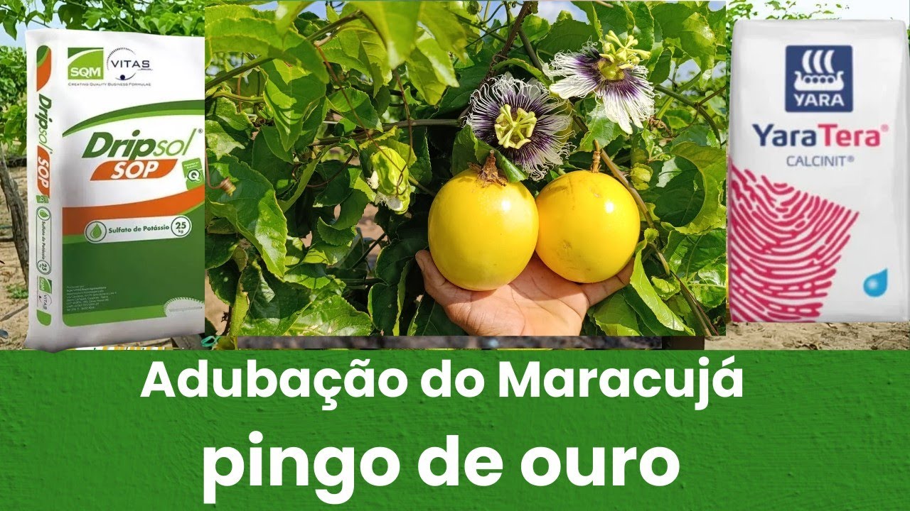 Como Fazer ADUBA&Ccedil;&Atilde;O do MARACUJ&Aacute; pingo de ouro