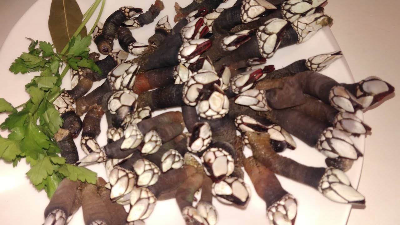 CÓMO COCINAR Y ABRIR PERCEBES - COOKING & EATING BARNACLES