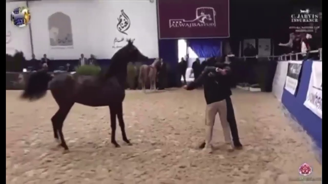 احتزمت بصلب جدي على الوزن الثقيل # شنار بن حمود الخالدي - مربط الخوالد