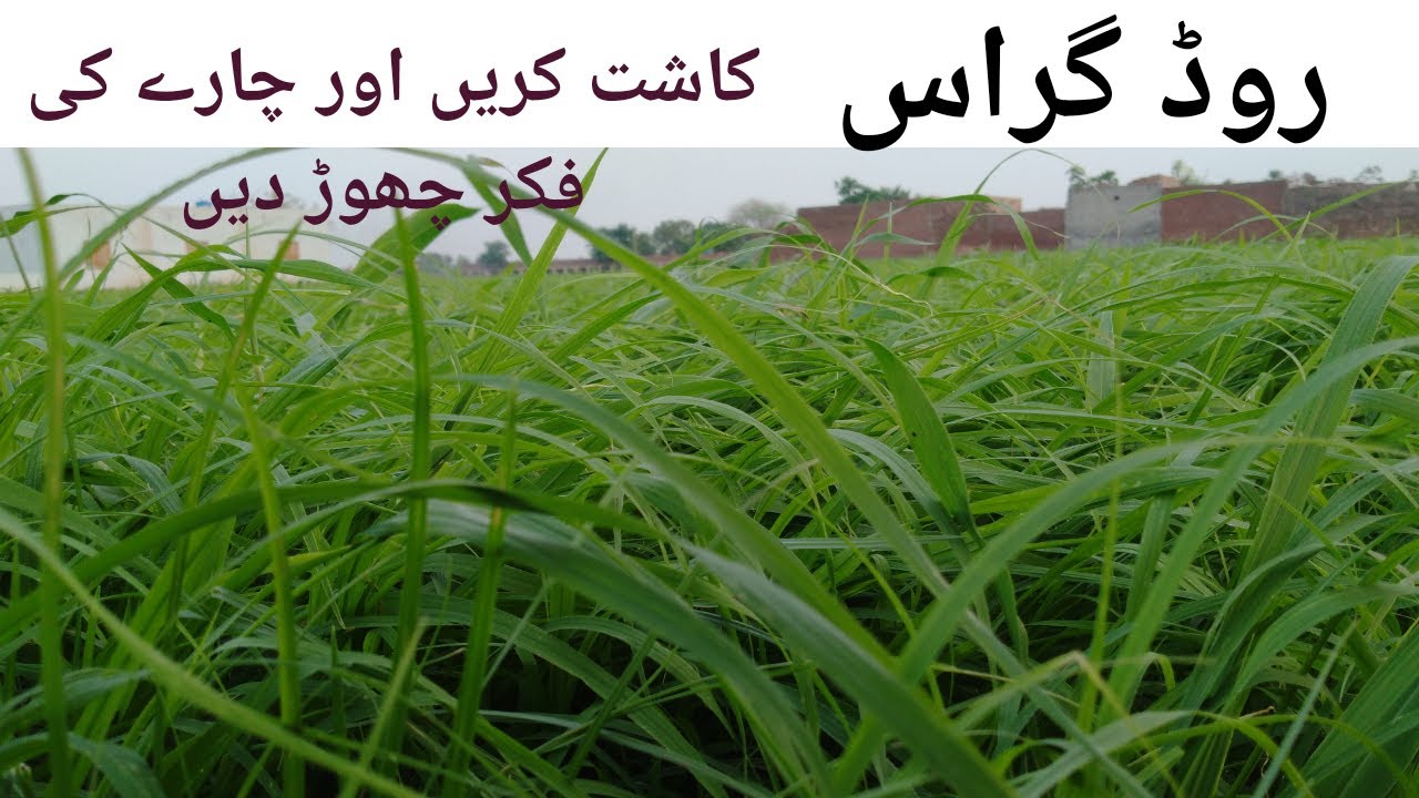 How to grow Rhodes Grass||Agriculture Guru