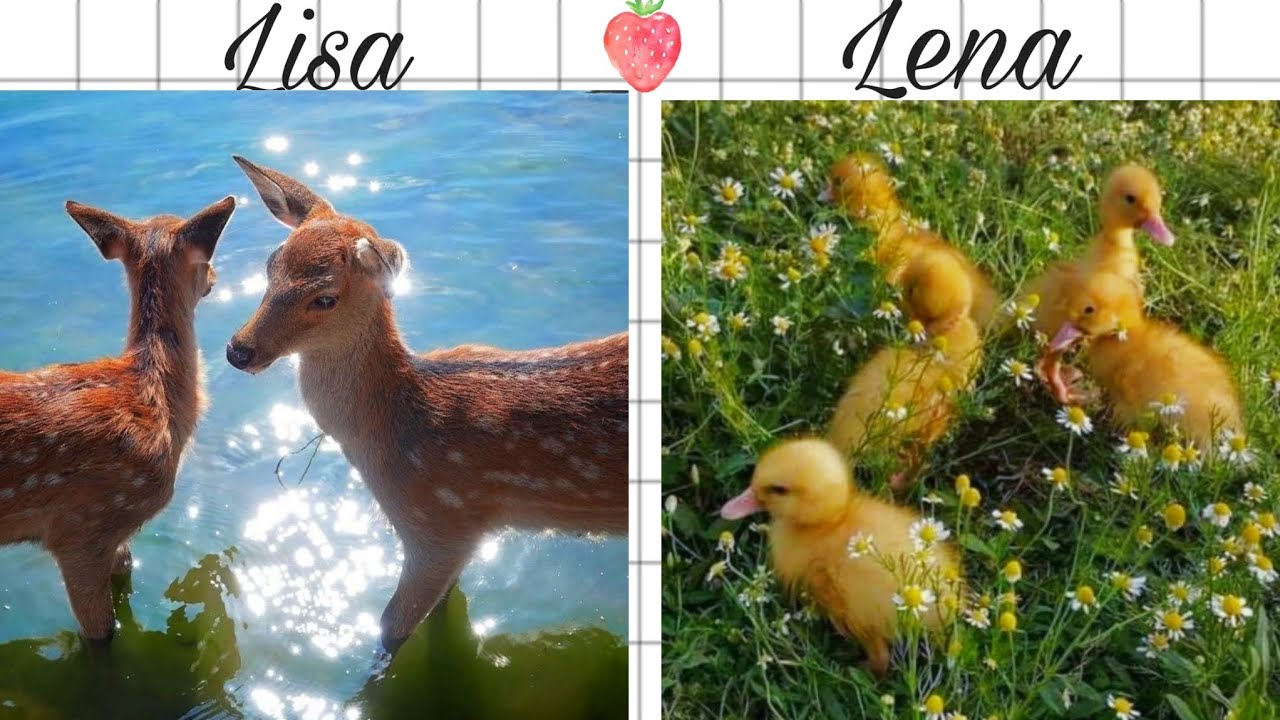 Lisa or Lena (Animals edition 🐱🐘🐬🪼)