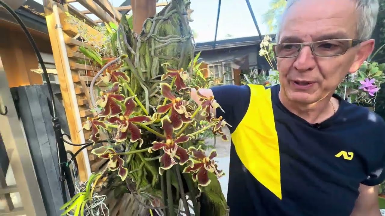 How I care for my Paraphalaenopsis labukensis 'Maya BTL' AM/AOS, CCM/AOS & Pps. Nusantara