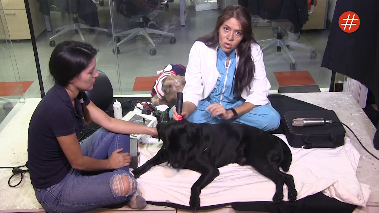 Rehabilitación animal con la Dra. Mascota 🐶🐾