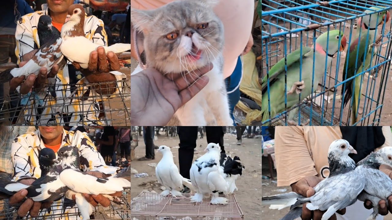 Jama Masjid kabootar Market Delhi🕊20-10-2024🕊Birds Cat parrot kabutar Market Old Delhi🕊