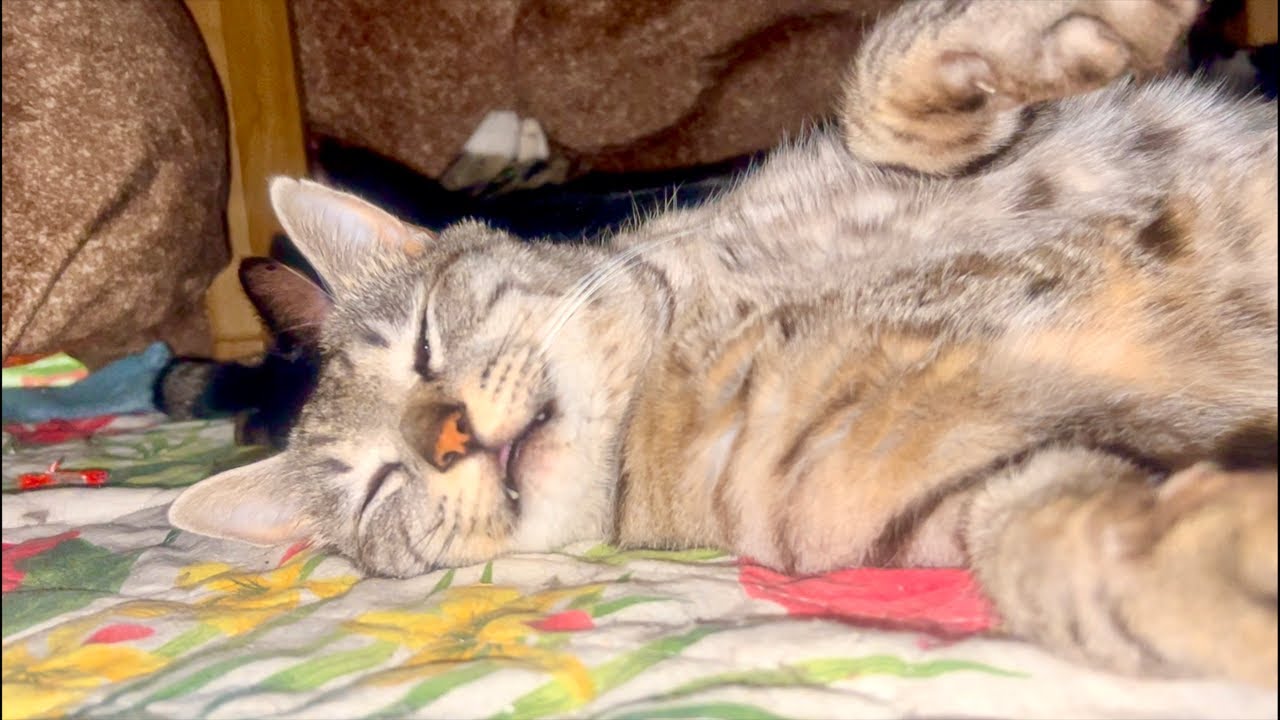 99%が5分で眠くなる😴 猫のゴロゴロ×Water Wood ASMR