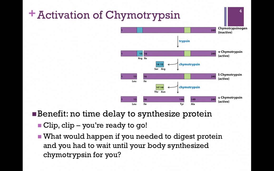 042-Activation of Chymotrypsin