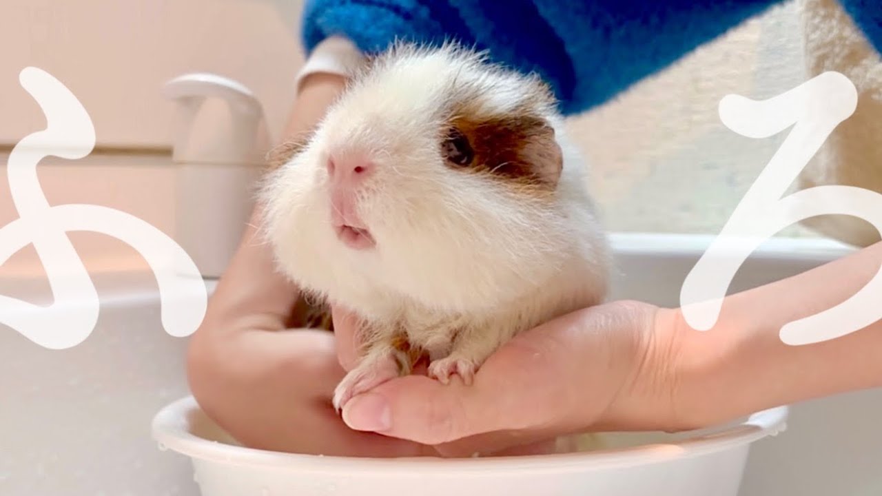 ｽｹ...オタスケェ【モルモットのお風呂】Bathing guinea pigs