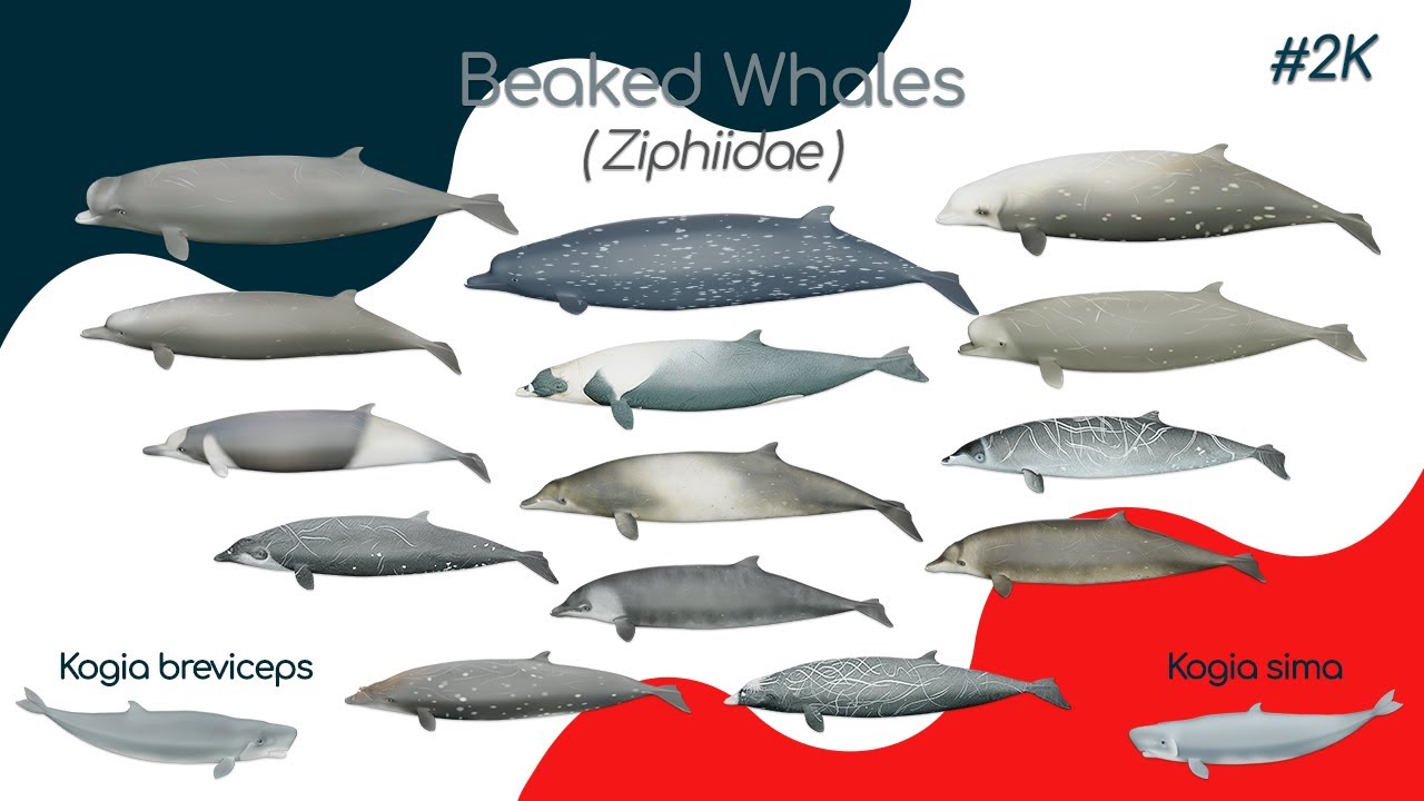 🐋 Beaked whales (3D puzzle for kids)