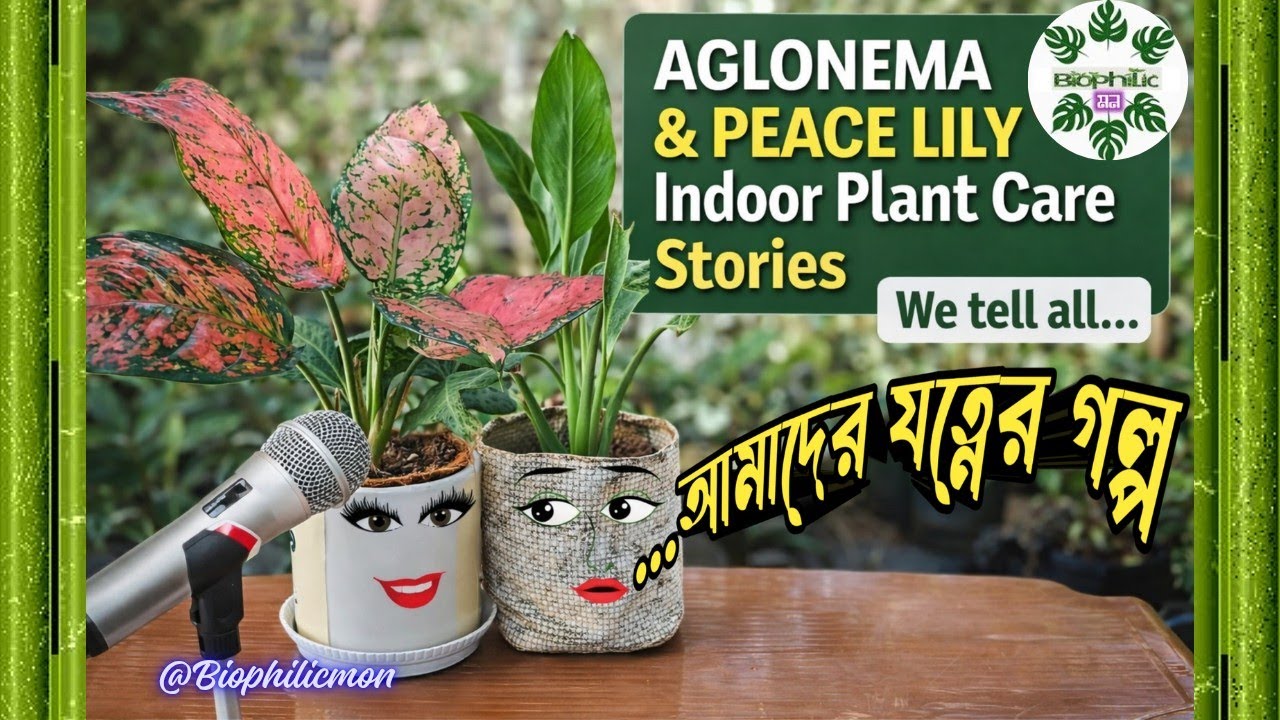 Plant Podcast Bangla 🌿 | Peace Lily & Aglaonema Story | Indoor Plants Care | বায়োফিলিকমন #plantscare