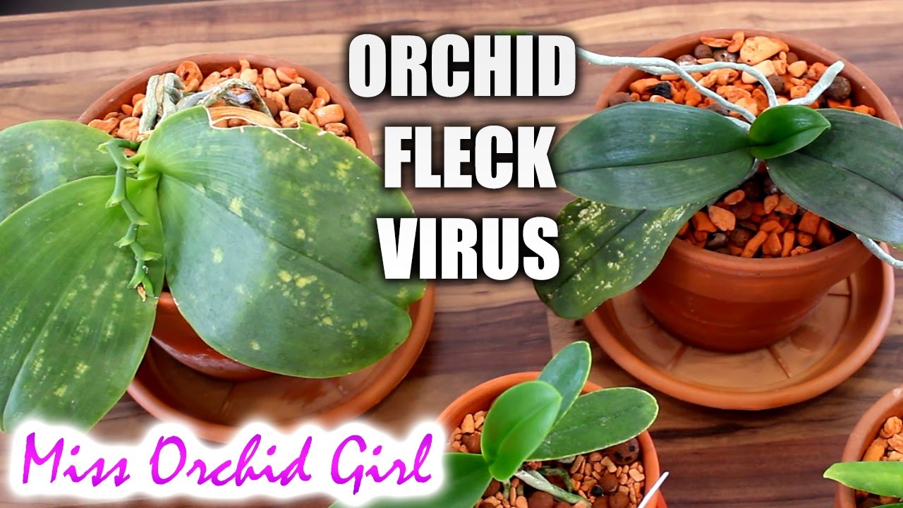 Orchid fleck virus - symptoms, transsmition, consequences