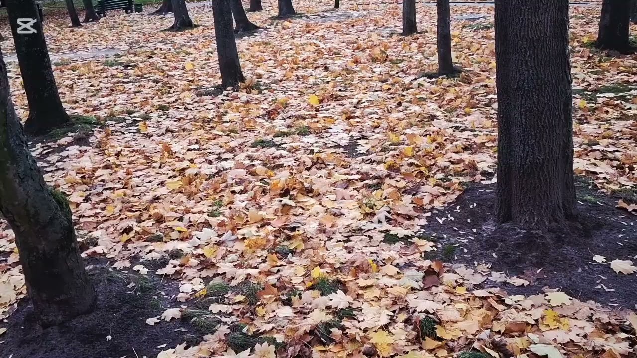 Fall