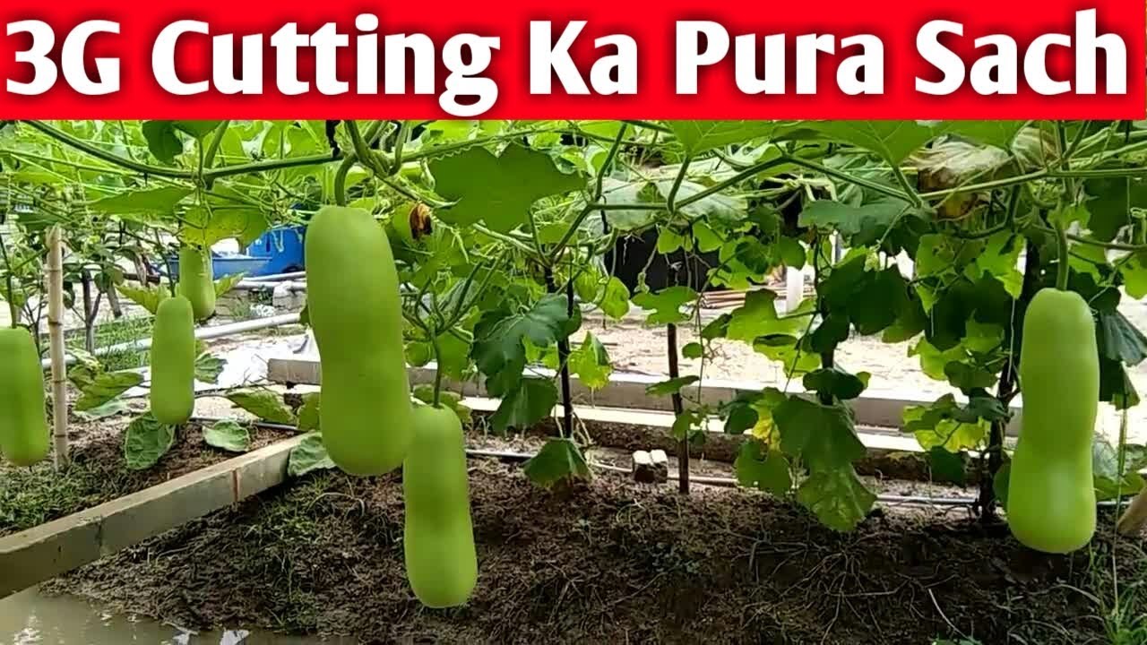 3G कटिंग किन किन पौधों पर की जा सकती है? | On Which Plants We Can Do 3G Cutting | Puri Jankari