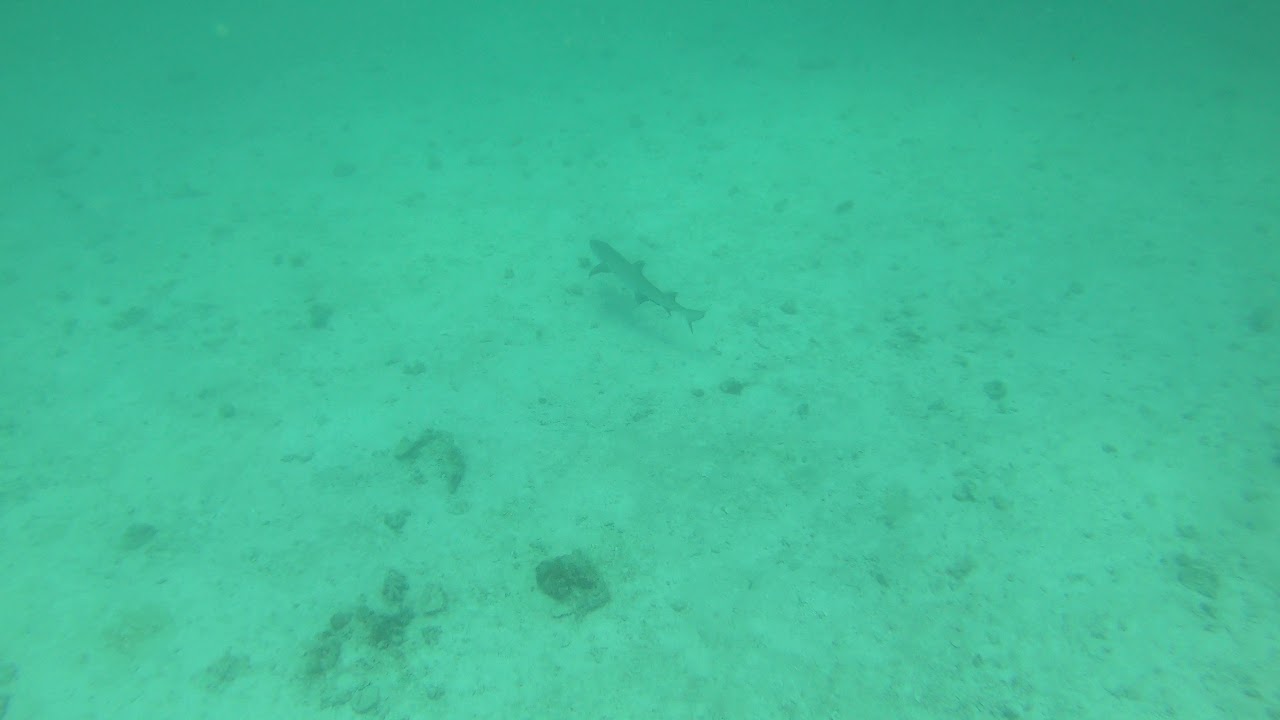 Requin de nuit(2)