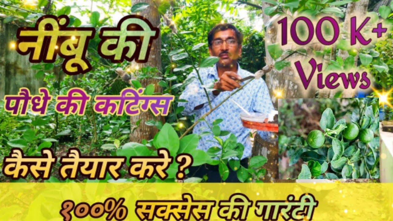 नींबू की एयर लेयरिंग कटिंग कैसे करें  / Lime Plants Cuttings 100% Success