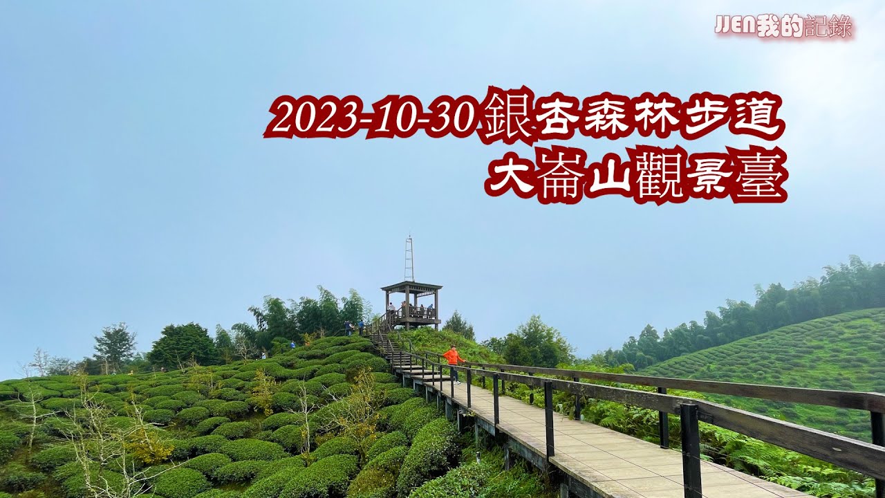 ［旅遊記錄］南投鹿谷鄉 銀杏森林步道 /大崙山觀景臺 / 漫步茶園 2023/10/30