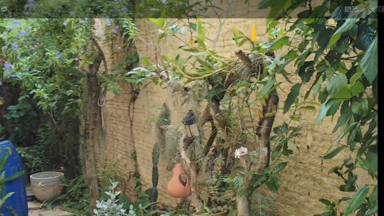 SURPRESAS NESSE JARDIM CHEIO DE FLORES, PLANTAS BELAS!