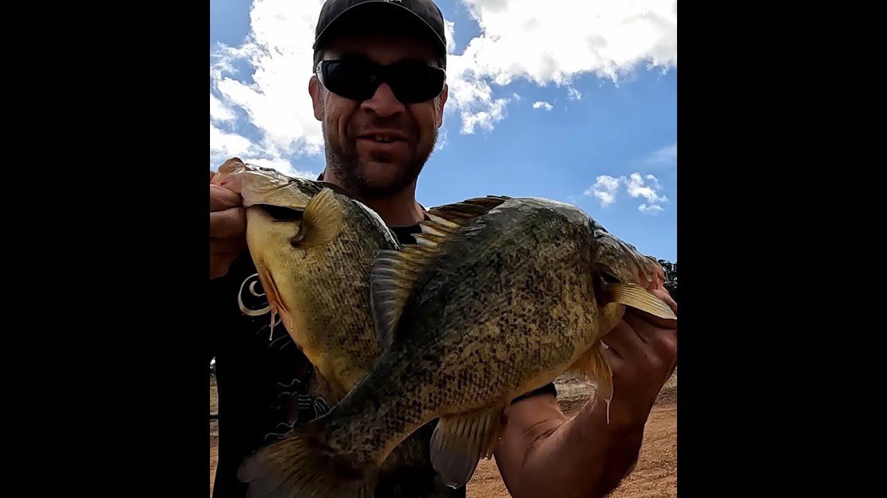 Rocklands landbased yellowbelly action !